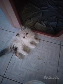 Cucciolo di persiano