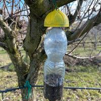 Trappola insetti con esca alimentare alberi frutto