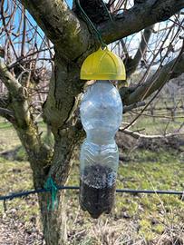 Trappola insetti con esca alimentare alberi frutto