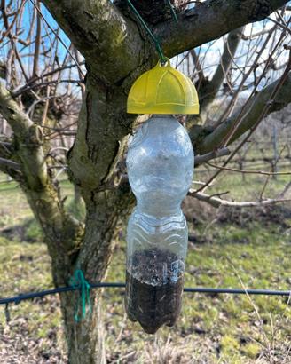 Trappola insetti con esca alimentare alberi frutto