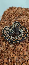Cinnamon het Hypo
