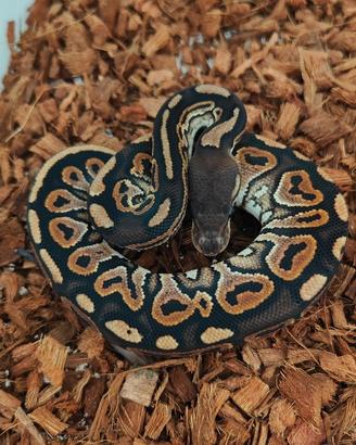 Cinnamon het Hypo
