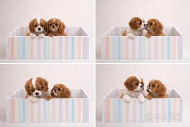 Cavalier king ruby e bianco/arancio disponibili
