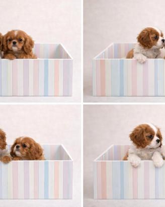 Cavalier king ruby e bianco/arancio disponibili