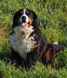 Bovari del Berneese con pedigree