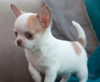 CUCCIOLI di CHIHUAHUA TOY BIANCHI e ARANCIO