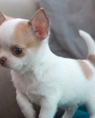 CUCCIOLI di CHIHUAHUA TOY BIANCHI e ARANCIO