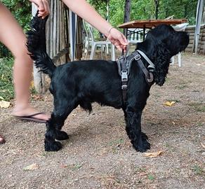 Cocker spaniel