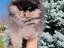 Immagine 4