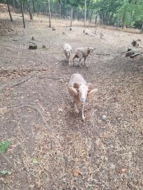 Agnello nana d'oussant maschio