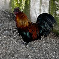 Gallo ornamentale Maschio con zampe piumate