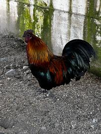 Gallo ornamentale Maschio con zampe piumate