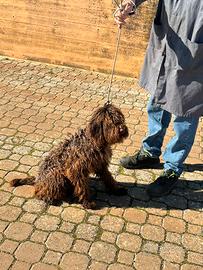 Restoso the Prince cane da caccia