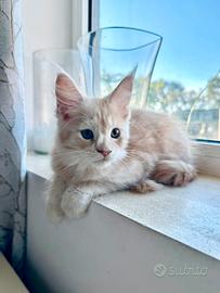 Cuccioli di Maine Coon con pedigree