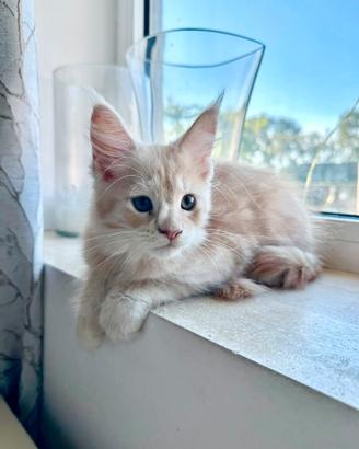 Cuccioli di Maine Coon con pedigree