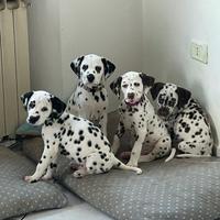 Cuccioli dalmata