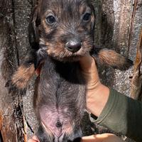 Bassotto tedesco a pelo lungo