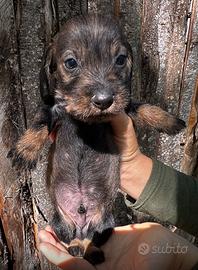 Bassotto tedesco a pelo lungo
