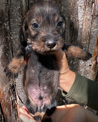 Bassotto tedesco a pelo lungo