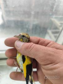 Cardellino giallo