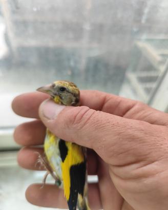 Cardellino giallo