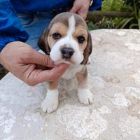 Beagle