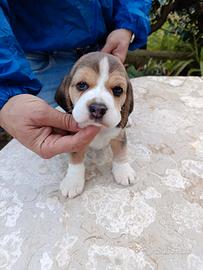 Beagle