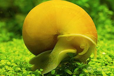 Ampullarie e caridine