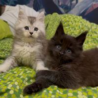 Cuccioli maschi Maine Coon