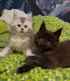 Cuccioli maschi Maine Coon