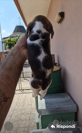 Cuccioli di beagle