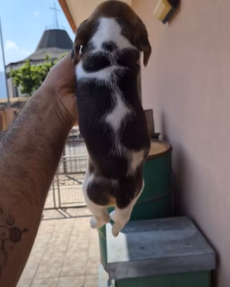 Cuccioli di beagle