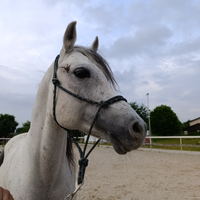 Cavallo