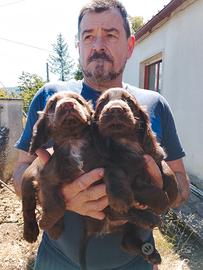 Cuccioli cocker spaniel inglese