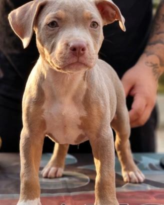 Pitbull