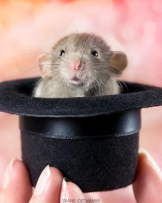 Cuccioli di RATTO DOMESTICO SELEZIONATI pedigree