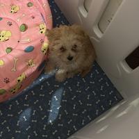 Barboncino albicocca mini toy