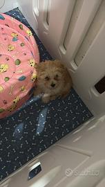 Barboncino albicocca mini toy