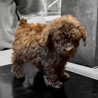 Ultimo maschio di barboncino Toy