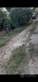 Cuccioli setter inglese