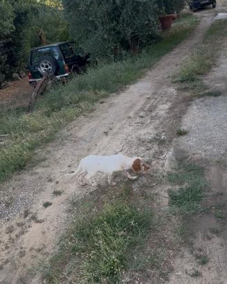 Cuccioli setter inglese