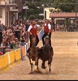 A.A linea corsa 10 anni