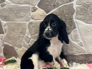 Cocker