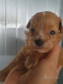 Cuccioli di Maltipoo tagli molto piccola