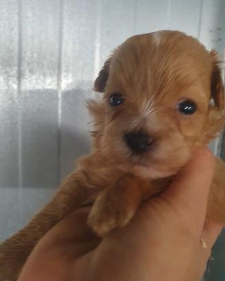 Cuccioli di Maltipoo tagli molto piccola