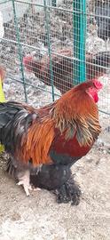 Gallo
