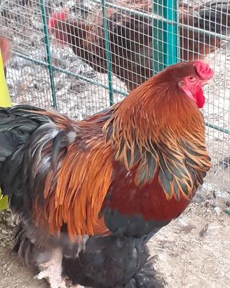Gallo