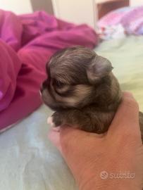 Chihuahua con pedigree