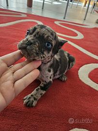Bulldog Francese
