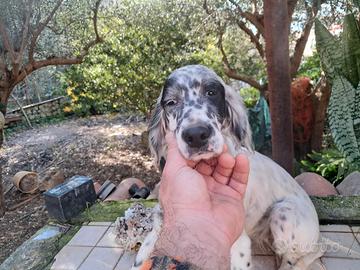 Cucciola di setter inglese